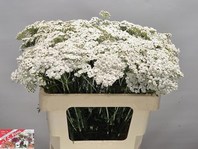 <h4>Achil M White Beauty</h4>