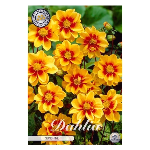 <h4>Dahlia Mignon Sunshine x1</h4>