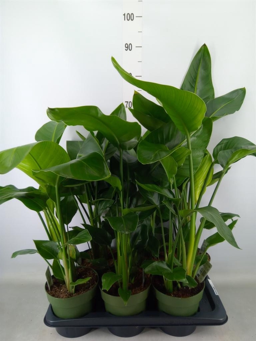 <h4>Strelitzia nicolai</h4>