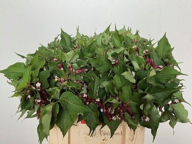 <h4>LEYCESTER F PURPLE R</h4>