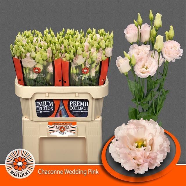 <h4>Lisianthus do chaconne wedding pink</h4>