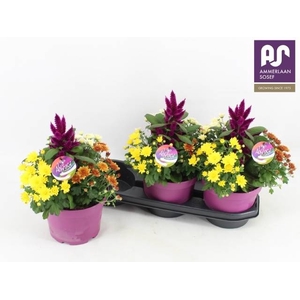 CHRYS GEM IN POT