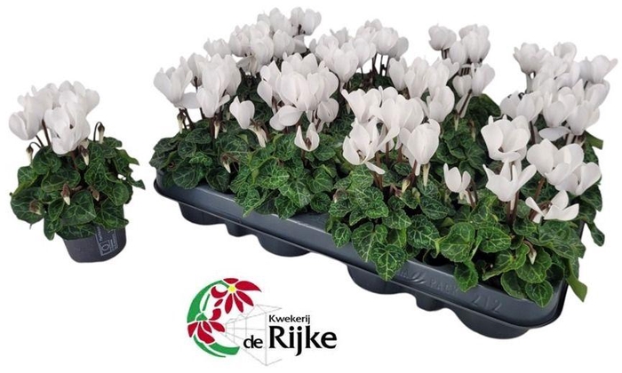 <h4>Cyclamen P7 Wit</h4>