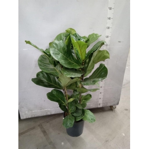 Ficus lyrata