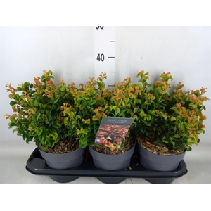 Leucothoe axillaris 'Curly Red'