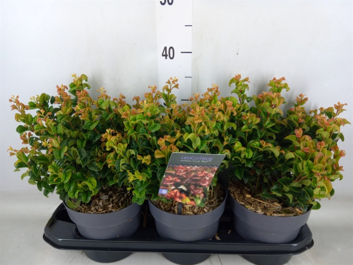 <h4>Leucothoe axillaris 'Curly Red'</h4>