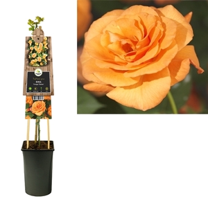 Rosa 'Orange Climber' +3.0 label