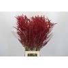 Bromelia Red Paloma