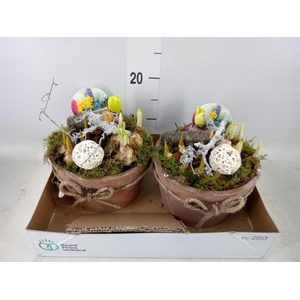 Arr.   Bol/Knolgewas L%