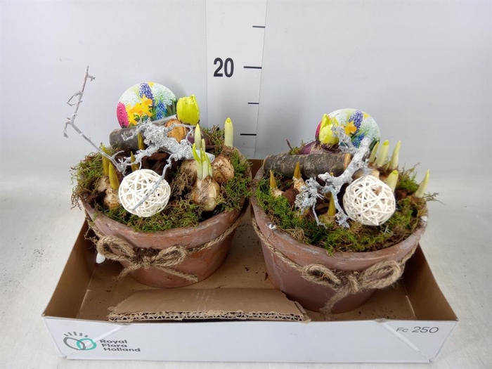 <h4>Arr.   Bol/Knolgewas L%</h4>