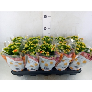 Kalanchoe blos. 'RosDon Pedro'