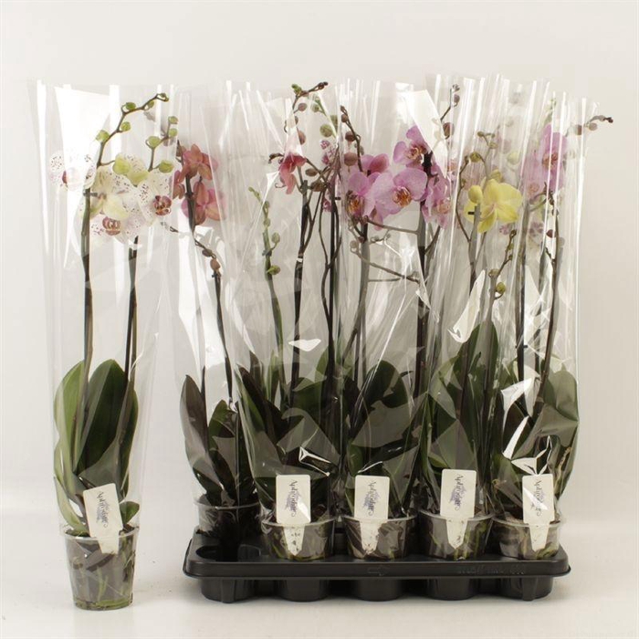 <h4>PHAL GEM 6 KL</h4>