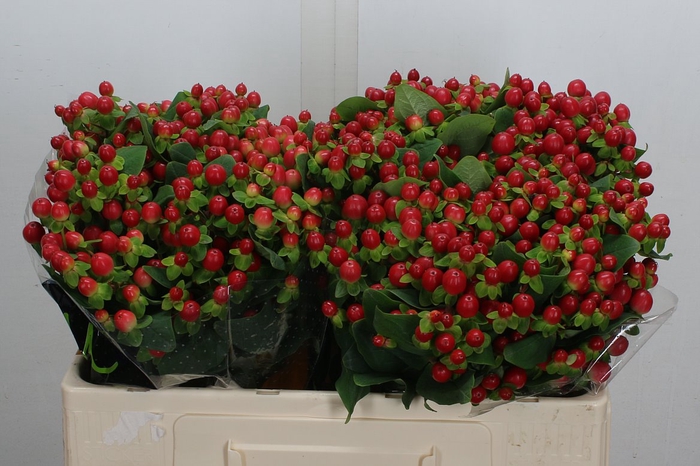 <h4>Hyp Tomato Flair 50cm</h4>