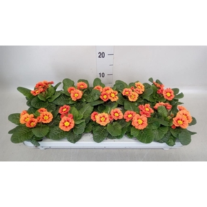 Primula ac. 'Cottage'