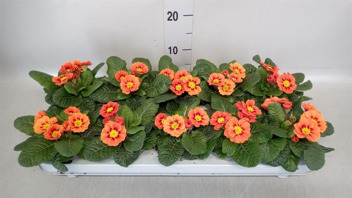 <h4>Primula ac. 'Cottage'</h4>