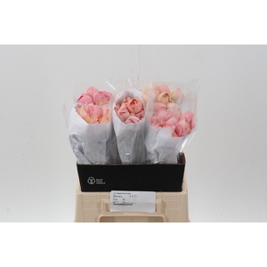 Ran Cloni Grand Pastel 40cm Ecu