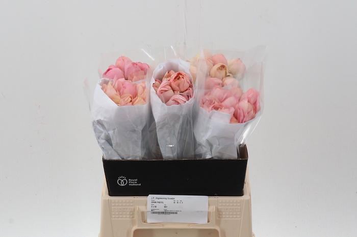 <h4>Ran Cloni Grand Pastel 40cm Ecu</h4>