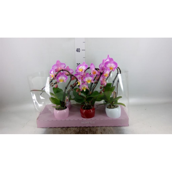 <h4>Phalaenopsis   ...</h4>