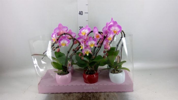 Phalaenopsis   ...