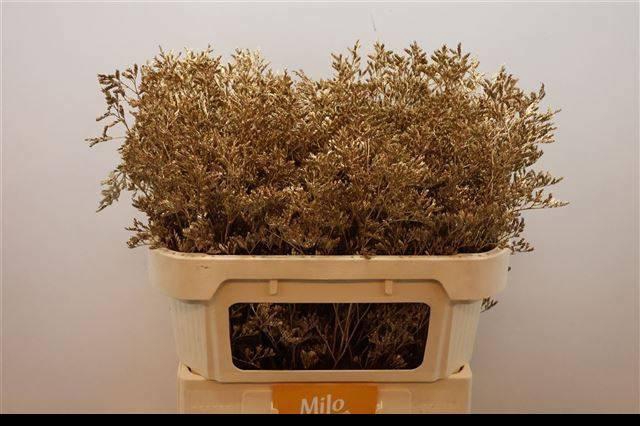 <h4>LIM OV KLB H%</h4>