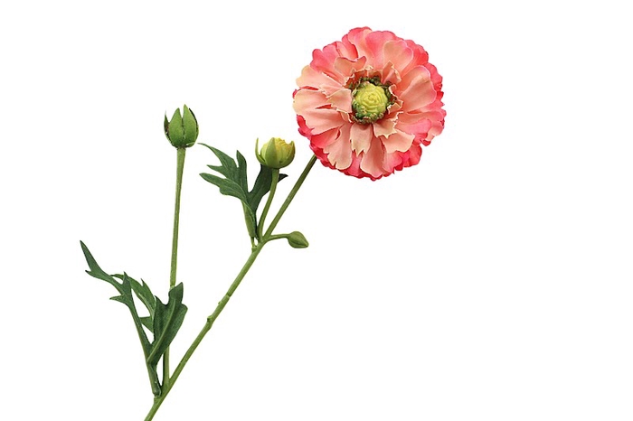 Ranunculus Pink