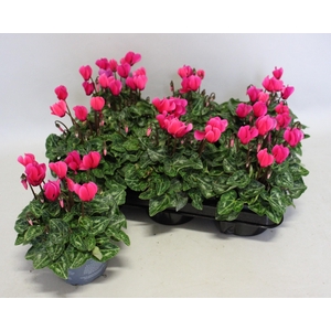 Cyclamen Super Serie Neon Pink