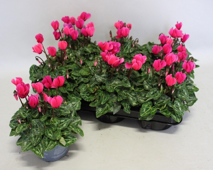 <h4>Cyclamen Super Serie Neon Pink</h4>