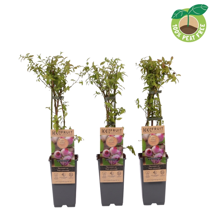 <h4>Vaccinium Co Pink Lemonade</h4>