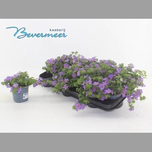 SUT BLUE SHOWERS