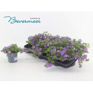 SUT BLUE SHOWERS