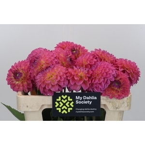 Dahlia Barbados