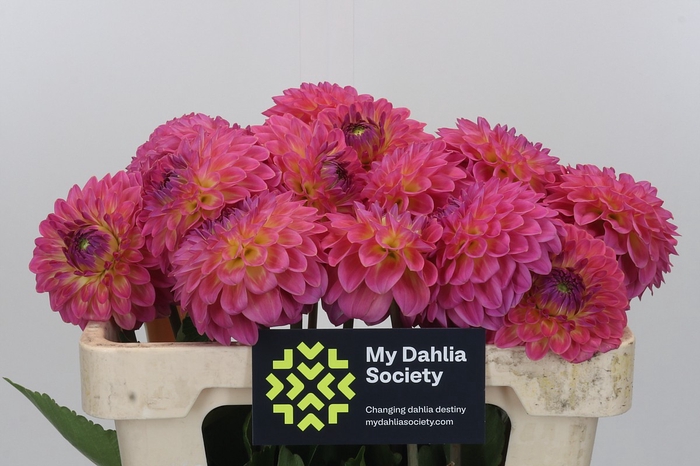 Dahlia Barbados