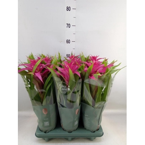 Guzmania  'Deseo Pink'