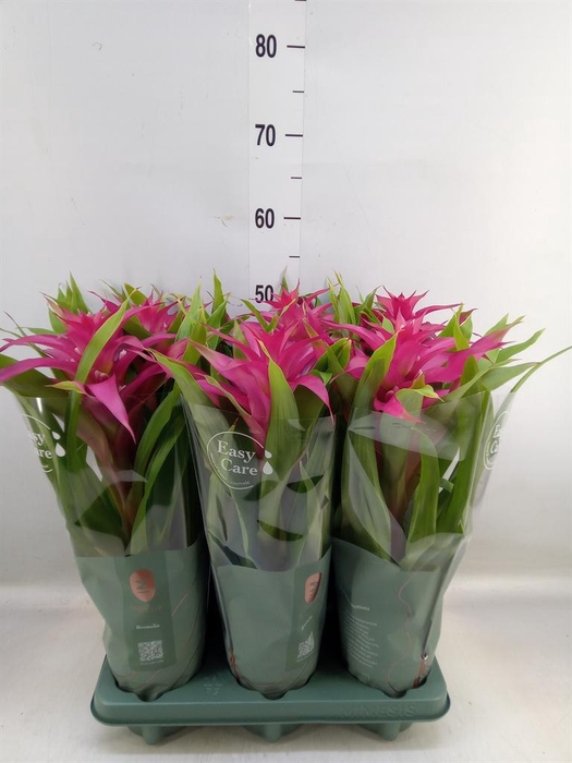 <h4>Guzmania  'Deseo Pink'</h4>