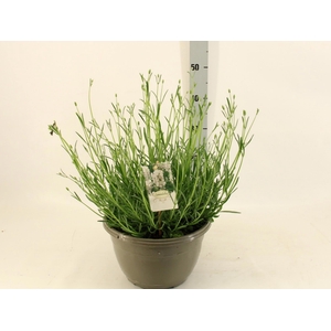 LAVAN IN EDELWEISS