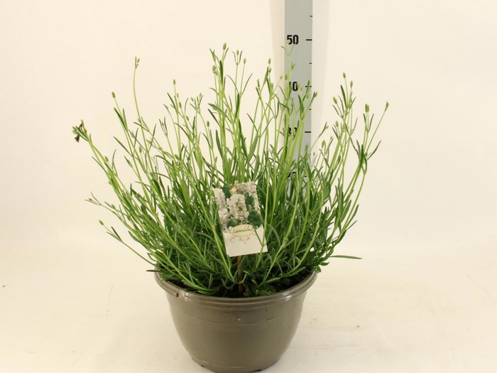 <h4>LAVAN IN EDELWEISS</h4>