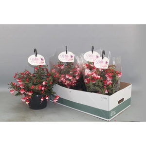 FUCHSIA B F HANG GEM