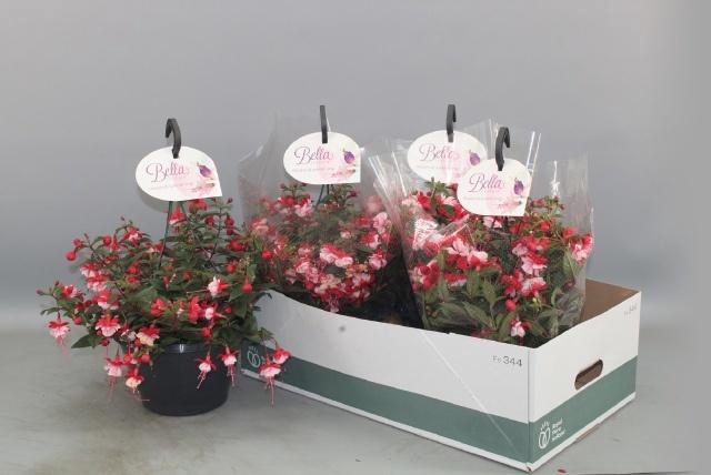 <h4>FUCHSIA B F HANG GEM</h4>