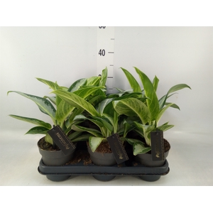 Aglaonema  'Silver Blue'