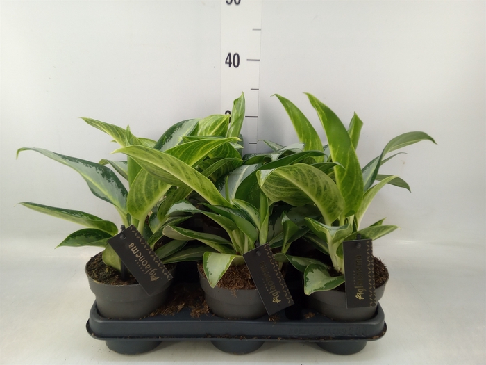 <h4>Aglaonema  'Silver Blue'</h4>