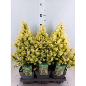 Picea glauca