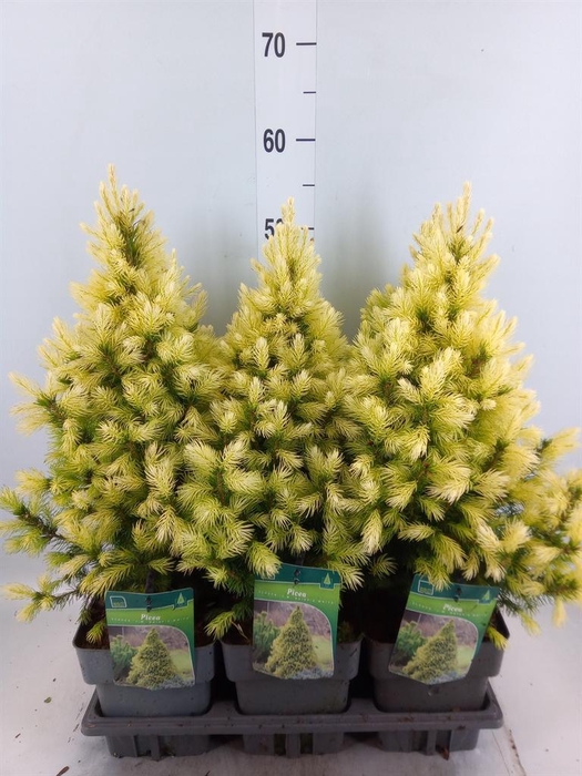 <h4>Picea glauca</h4>