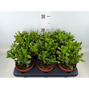 Crassula ovata 'Trompet'