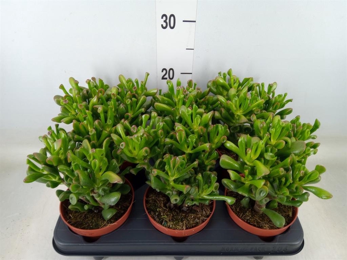 <h4>Crassula ovata 'Trompet'</h4>