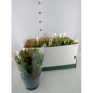 Schlumbergera   ...mix 3