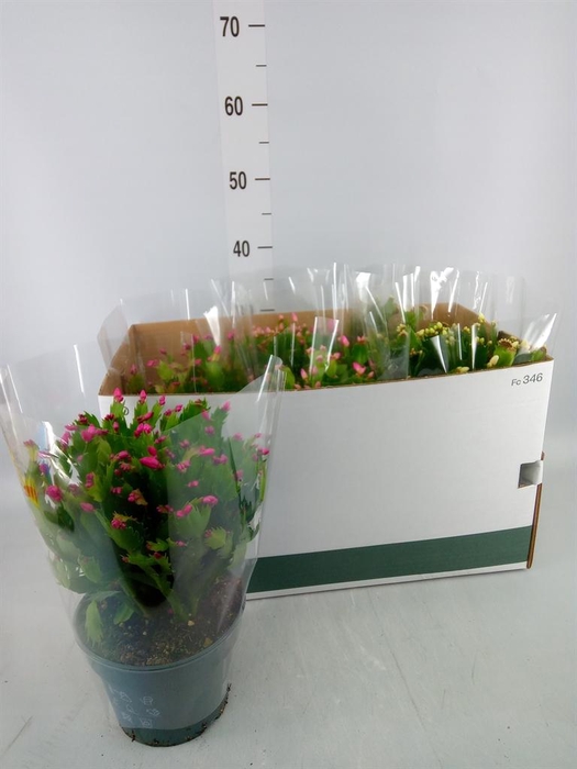 <h4>Schlumbergera   ...mix 3</h4>