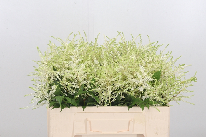 <h4>Astilbe Washingthon</h4>