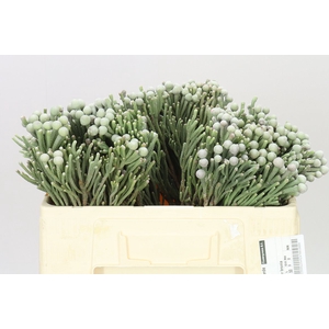 Kaaps Brunia Silver