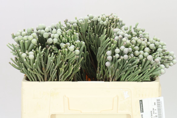 <h4>Kaaps Brunia Silver</h4>