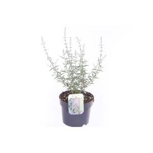 Perovskia atriplicifolia Prime Time